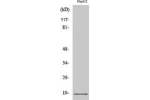 Western Blot analysis of HuvEc cells using Calmodulin Polyclonal Antibody diluted at 1:2000. (Calmodulin 1 Antikörper)