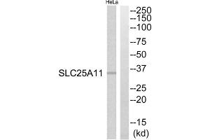 Western blot analysis of extracts from HeLa cells, using SLC25A11 antibody. (SLC25A11 Antikörper  (Internal Region))