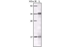 Image no. 1 for anti-Interferon gamma (IFNG) antibody (ABIN466769) (Interferon gamma Antikörper)