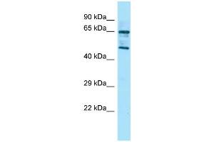 Host: Rabbit Target Name: Rgs14 Sample Type: Mouse Stomach lysates Antibody Dilution: 1. (RGS14 Antikörper  (Middle Region))