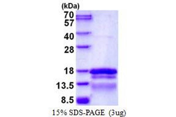 TCEAL7 Protein (His tag)