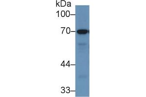 Western Blot; Sample: Porcine Stomach lysate; Primary Ab: 1µg/ml Rabbit Anti-Human RPN1 Antibody Second Ab: 0. (RPN1 Antikörper  (AA 308-438))