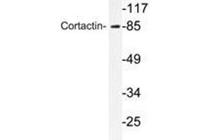 Western blot analyzes of Cortactin antibody in extracts from HeLa cells. (Cortactin Antikörper)