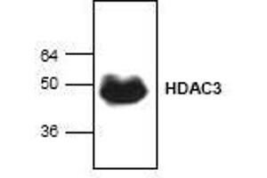 Image no. 1 for anti-Histone Deacetylase 3 (HDAC3) (C-Term) antibody (ABIN127236) (HDAC3 Antikörper  (C-Term))