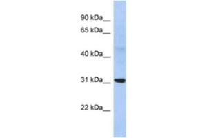 Western Blotting (WB) image for anti-NP antibody (ABIN2463918) (NP Antikörper)