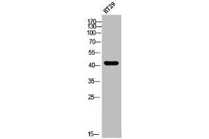 Western Blot analysis of HT-29 cells using EDG-3 Polyclonal Antibody (S1PR3 Antikörper  (Internal Region))