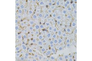Immunohistochemistry of paraffin-embedded mouse liver using MSN antibody. (Moesin Antikörper)