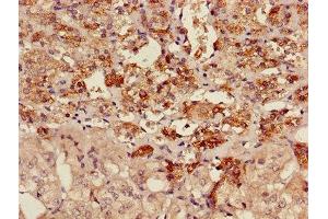 Immunohistochemistry of paraffin-embedded human adrenal gland tissue using ABIN7142910 at dilution of 1:100 (AKAP7 Antikörper  (AA 1-81))