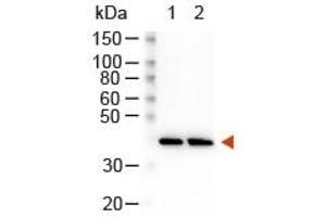 Western Blot of Peroxidase Conjugated Goat Anti-Rabbit Antibody. (Ziege anti-Kaninchen IgG (Heavy & Light Chain) Antikörper (HRP))