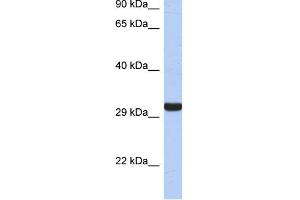 WB Suggested Anti-GZMK Antibody Titration:  0. (GZMK Antikörper  (Middle Region))
