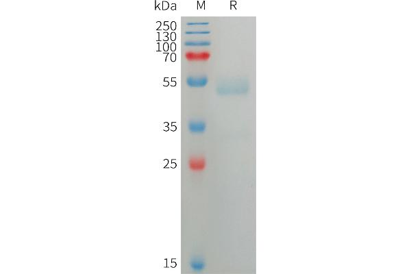 ANGPTL7 Protein (AA 27-346) (His tag)