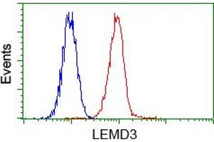 Image no. 2 for anti-LEM Domain Containing 3 (LEMD3) antibody (ABIN1499117) (LEMD3 Antikörper)