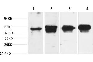 Western blot analysis of 1) Hela, 2) 293T, 3) Mouse Brain Tissue, 4) Rat Brain Tissue with c-Fos Mouse mAb diluted at 1:2000. (c-FOS Antikörper)