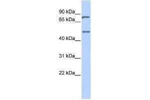 ZNF252 antibody used at 0. (ZNF252 Antikörper  (Middle Region))