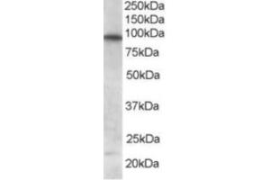 Western Blotting (WB) image for anti-Forkhead Box O3 (FOXO3) (C-Term) antibody (ABIN2465213) (FOXO3 Antikörper  (C-Term))