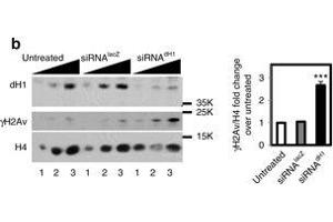 Western Blotting (WB) image for anti-HIS2AV (pSer137) antibody (ABIN129671)