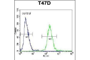 Flow cytometric analysis of T47D cells (right histogram) compared to a negative control cell (left histogram). (Fibrinogen beta Chain Antikörper  (N-Term))