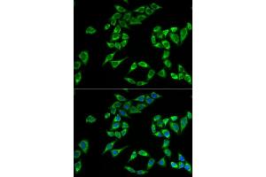 Immunofluorescence analysis of HeLa cells using PHLDA2 antibody (ABIN5973675). (PHLDA2 Antikörper)