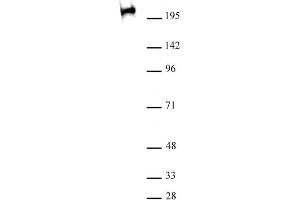RNA pol II CTD Ser2ph / Ser5ph antibody (mAb) (Clone 1A12G10) tested by Western blot. (RNA Pol II CTD Ser2ph / Ser5ph (pSer2), (pSer5) Antikörper)