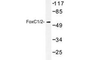 Western blot analysis of FoxC1/2 antibody in extracts from RAW264. (FOXC1 Antikörper)