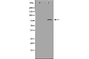 Western blot analysis of K562  lysate using RALBP1 antibody. (RALBP1 Antikörper  (N-Term))