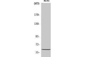 Western Blot (WB) analysis of HuvEc cells using Akt1 Polyclonal Antibody. (AKT1 Antikörper  (Ser134))