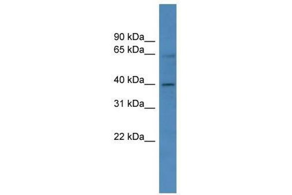 ZNF579 Antikörper  (C-Term)