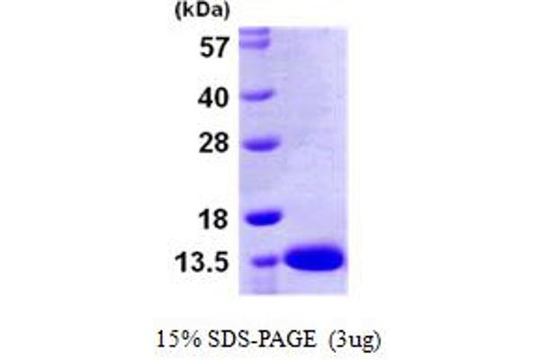 S100A13 Protein (AA 1-98) (His tag)