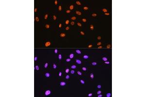 Immunofluorescence analysis of C6 cells using SFPQ Rabbit mAb (ABIN7270547) at dilution of 1:100 (40x lens). (SFPQ Antikörper)