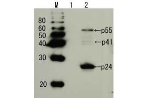 Western Blotting (WB) image for anti-Human Immunodeficiency Virus 1 Capsid (HIV-1 p24) (full length) antibody (ABIN2452021) (HIV-1 p24 Antikörper  (full length))