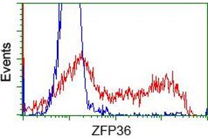 HEK293T cells transfected with either pCMV6-ENTRY ZFP36 (RC202049) (Red) or empty vector control plasmid (Blue) were immunostained with anti-ZFP36 mouse monoclonal (ABIN2453799), and then analyzed by flow cytometry. (ZFP36 Antikörper)