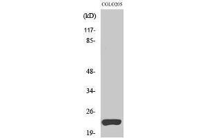 Western Blotting (WB) image for anti-Tumor Necrosis Factor (Ligand) Superfamily, Member 15 (TNFSF15) (C-Term) antibody (ABIN3177918) (TNFSF15 Antikörper  (C-Term))