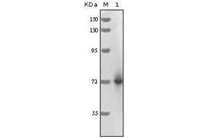 Western Blot showing HRP antibody used against full-length HRP recombinant protein. (HRP Antikörper)