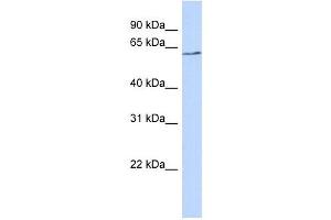 BTNL9 antibody used at 1 ug/ml to detect target protein. (BTNL9 Antikörper  (N-Term))