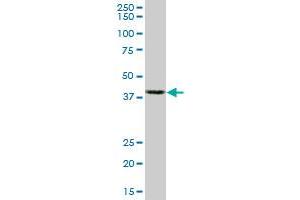 ACTB monoclonal antibody (M01A), clone 3G4-F9. (beta Actin Antikörper  (AA 1-375))