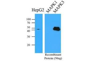 Western Blotting (WB) image for anti-Mitogen-Activated Protein Kinase 3 (MAPK3) antibody (ABIN567619) (ERK1 Antikörper)