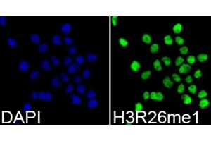 Immunofluorescence analysis of 293T cells using MonoMethyl-Histone H3-R26 antibody (ABIN3017500, ABIN3017501, ABIN3017502 and ABIN6220121). (Histone 3 Antikörper  (H3R26me))