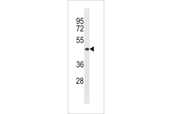 Aurora Kinase C Antikörper  (AA 115-145)