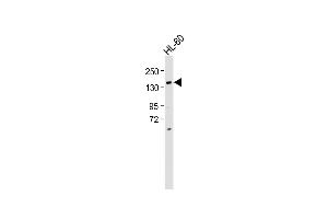 Anti-BCORL1 Antibody (N-term) at 1:500 dilution + HL-60 whole cell lysate Lysates/proteins at 20 μg per lane. (BCORL1 Antikörper  (N-Term))