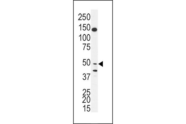 BPIL1 Antikörper  (N-Term)