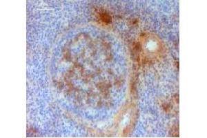 Immunohistochemistry (IHC) image for Mouse anti-Chicken IgM antibody (ABIN2474843) (Maus anti-Huhn IgM Antikörper)