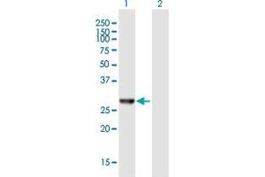 Western Blot analysis of AES expression in transfected 293T cell line by AES MaxPab polyclonal antibody. (AES Antikörper  (AA 1-264))