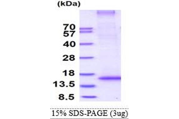 RNF7 Protein (AA 1-113) (His tag)