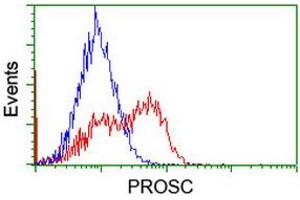 Image no. 2 for anti-Proline Synthetase Co-Transcribed (PROSC) antibody (ABIN1500441) (PROSC Antikörper)