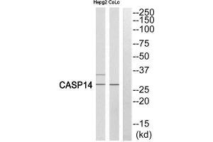 Western Blotting (WB) image for anti-Caspase 14, Apoptosis-Related Cysteine Peptidase (CASP14) (Cleaved-Lys222) antibody (ABIN1853489) (CASP14 Antikörper  (Cleaved-Lys222))