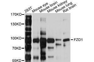 Western blot analysis of extracts of various cell lines, using FZD1 antibody (ABIN4903713) at 1:1000 dilution. (FZD1 Antikörper)