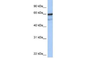 PCK1 antibody used at 1 ug/ml to detect target protein. (PCK1 Antikörper  (Soluble))