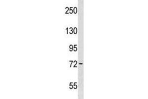 Wee1 antibody western blot analysis in WiDr lysate. (WEE1 Antikörper  (AA 202-230))