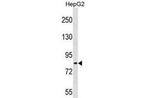 TSC22D2 Antibody (N-term) (AP54369PU-) western blot analysis in HepG2 cell line lysates (35 µg/lane). (TSC22D2 Antikörper  (N-Term))