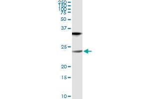 Immunoprecipitation (IP) image for anti-Claudin 1 (CLDN1) (AA 1-211) antibody (ABIN563931)
